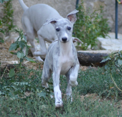 Les chiots de Whippet