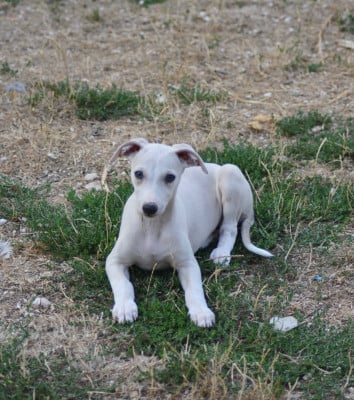 Les chiots de Whippet