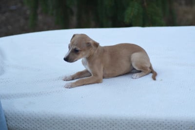 Les chiots de Whippet