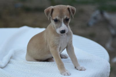 Les chiots de Whippet