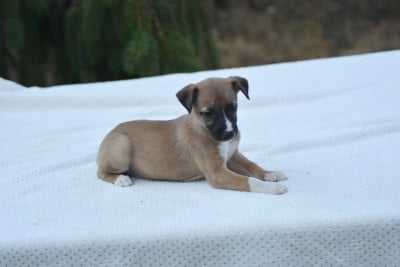 Les chiots de Whippet