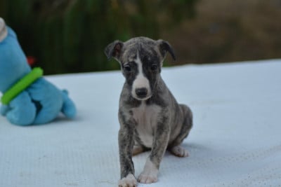 Les chiots de Whippet