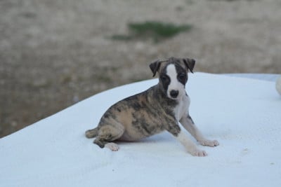 Les chiots de Whippet