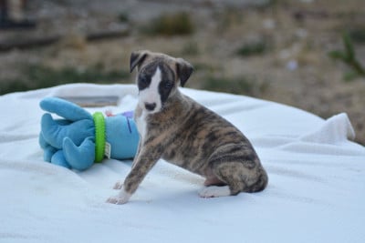 Les chiots de Whippet