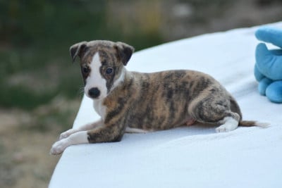 Les chiots de Whippet