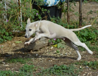 Les chiots de Whippet