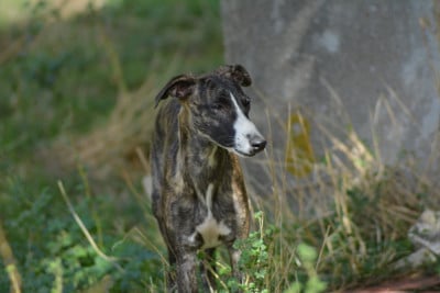 Les chiots de Whippet