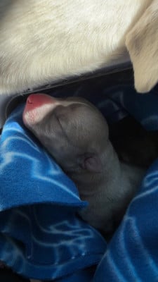 BipBip - Whippet