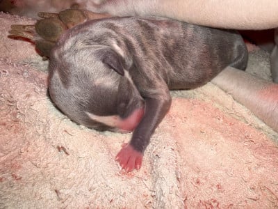 Whippet