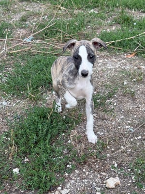 Les chiots de Whippet