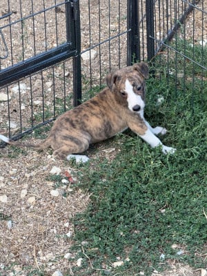 Les chiots de Whippet