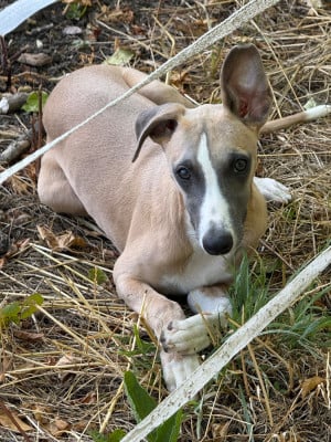 Les chiots de Whippet