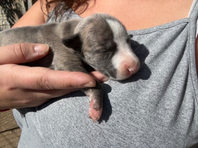 Les chiots de Whippet