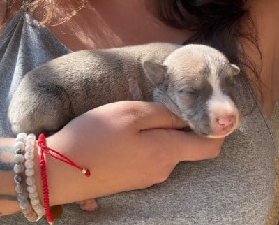 Les chiots de Whippet