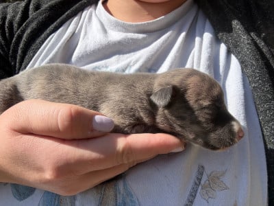 Les chiots de Whippet
