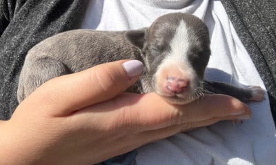 Les chiots de Whippet