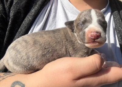Les chiots de Whippet