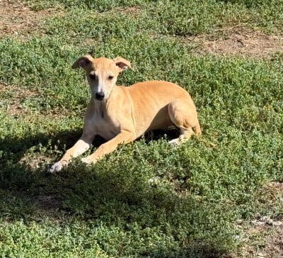 Les chiots de Whippet