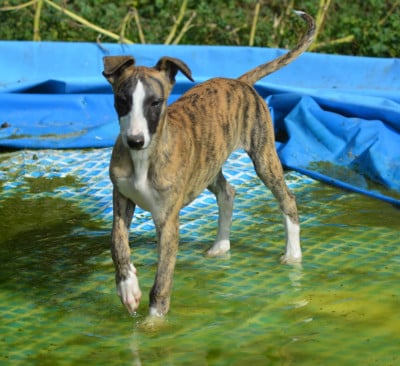 Les chiots de Whippet