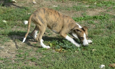 Les chiots de Whippet