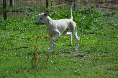 Whippet