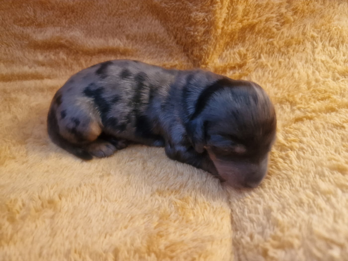 BEBE 1 - Teckel poil long