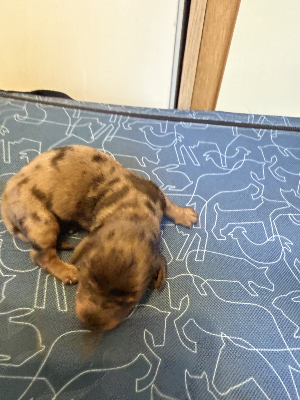 male 1 - Teckel poil long