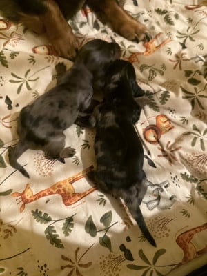 Les chiots de Teckel poil long