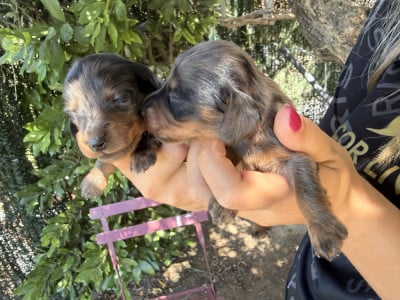Les chiots de Teckel poil long
