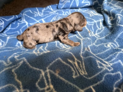 male 2 - Teckel poil long