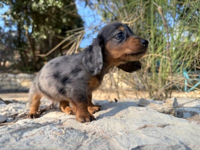 Les chiots de Teckel poil long