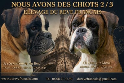 Les chiots de Boxer