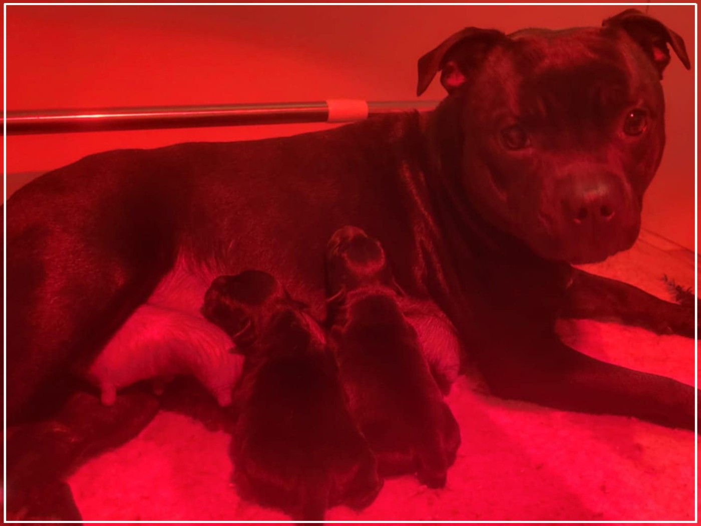 Staffordshire Bull Terrier - Victorious Shadow Gang