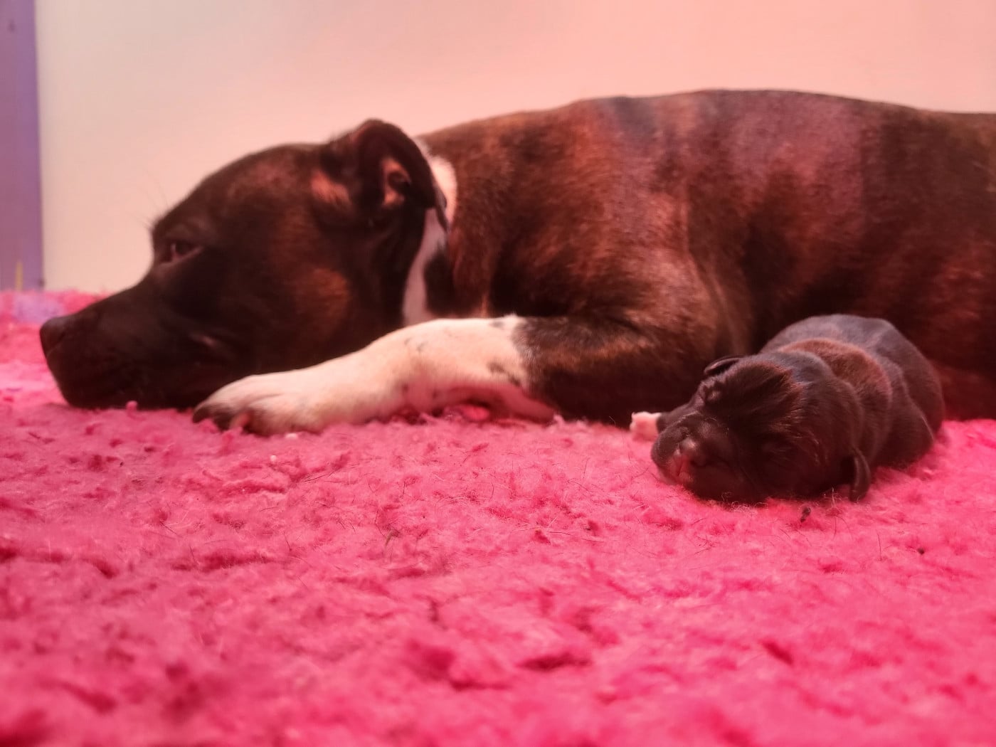 Staffordshire Bull Terrier - Victorious Shadow Gang