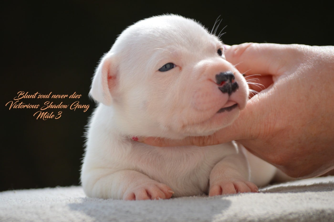 CHIOT 3