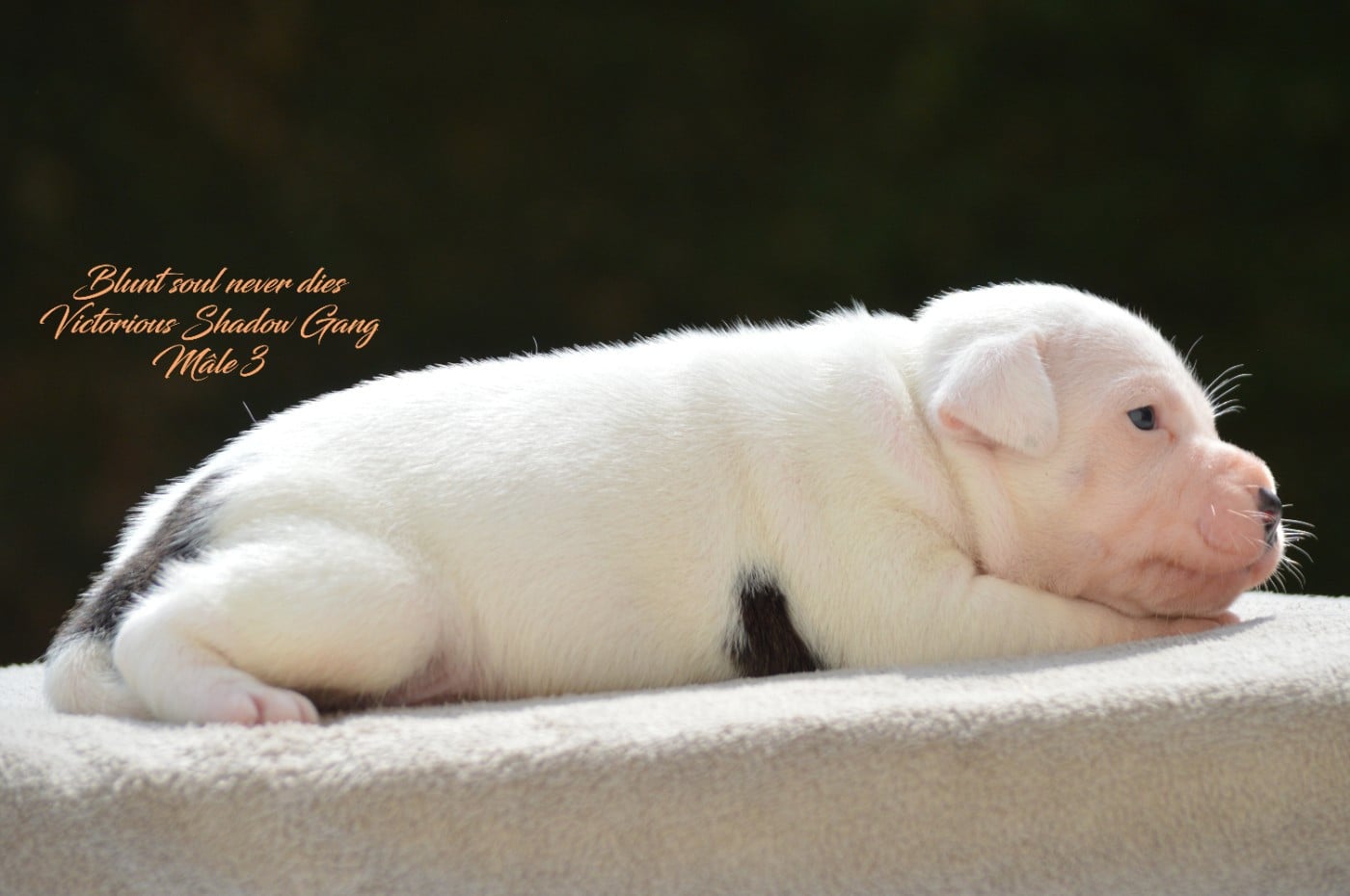 CHIOT 3