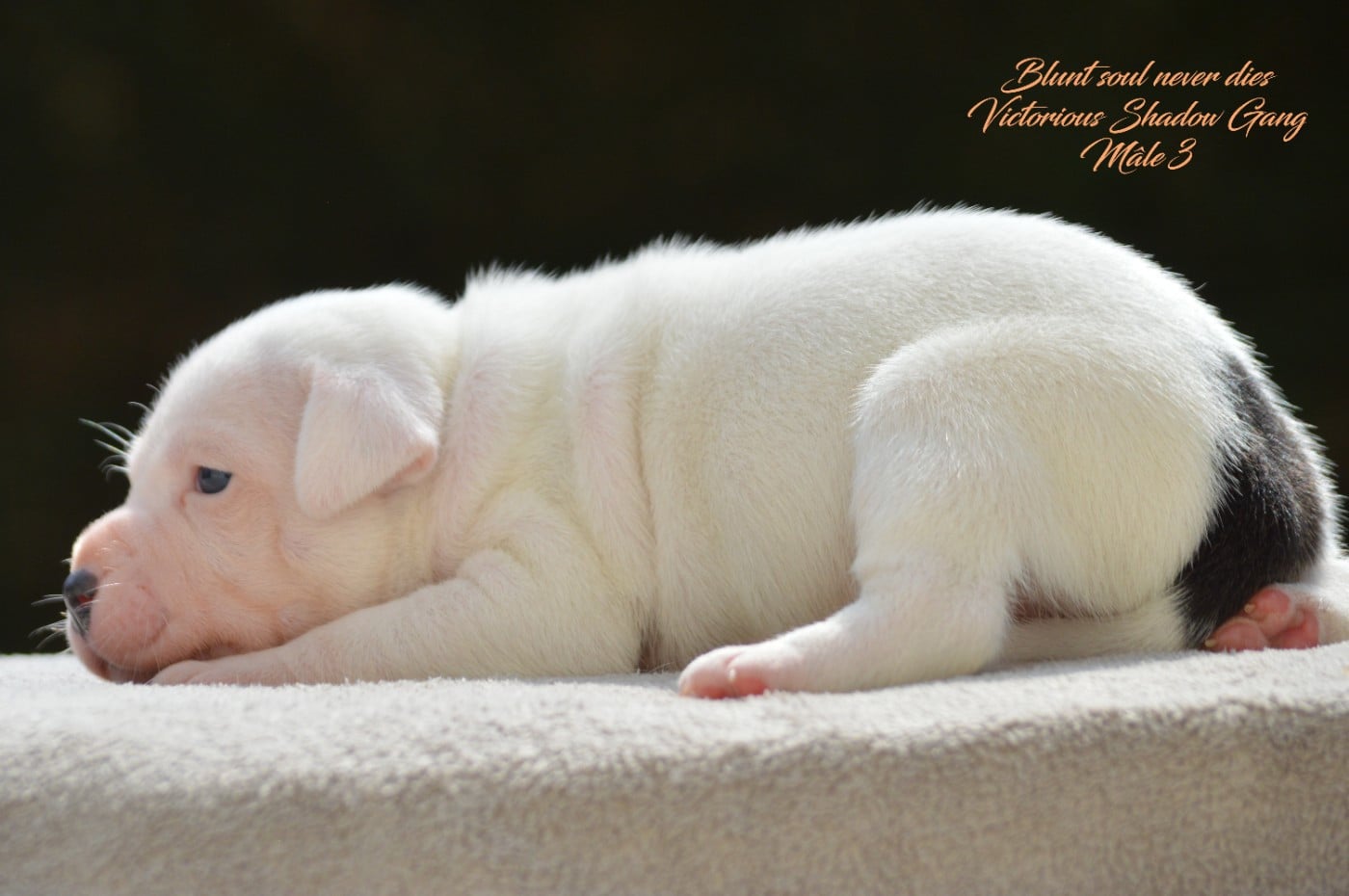 CHIOT 3