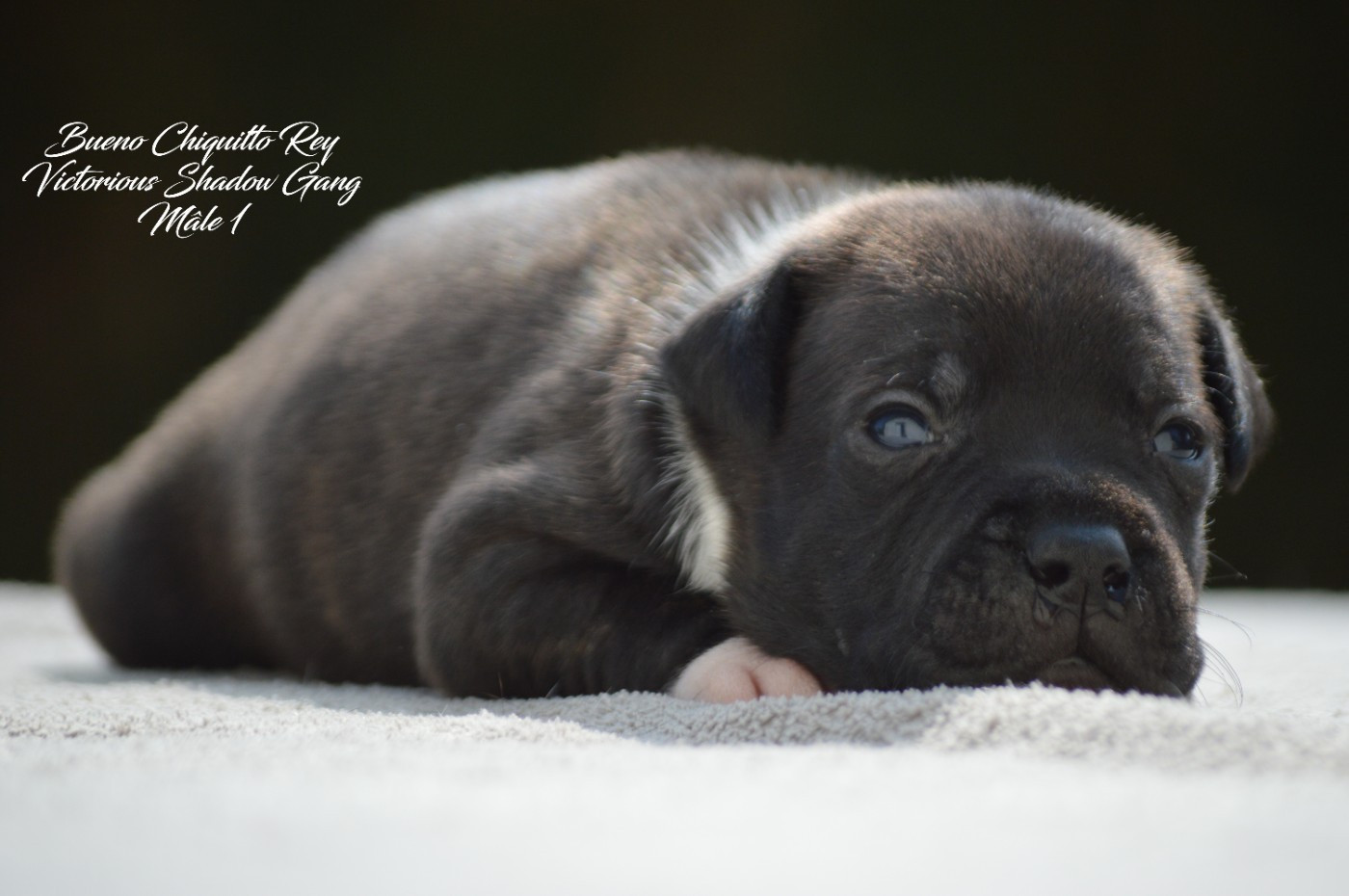 CHIOT 1