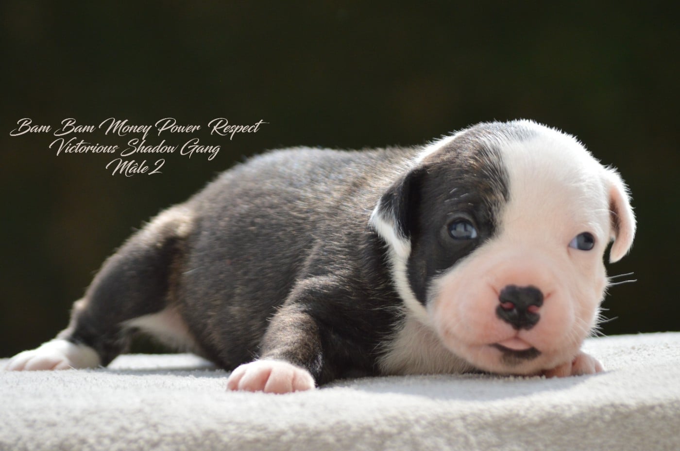 CHIOT 2