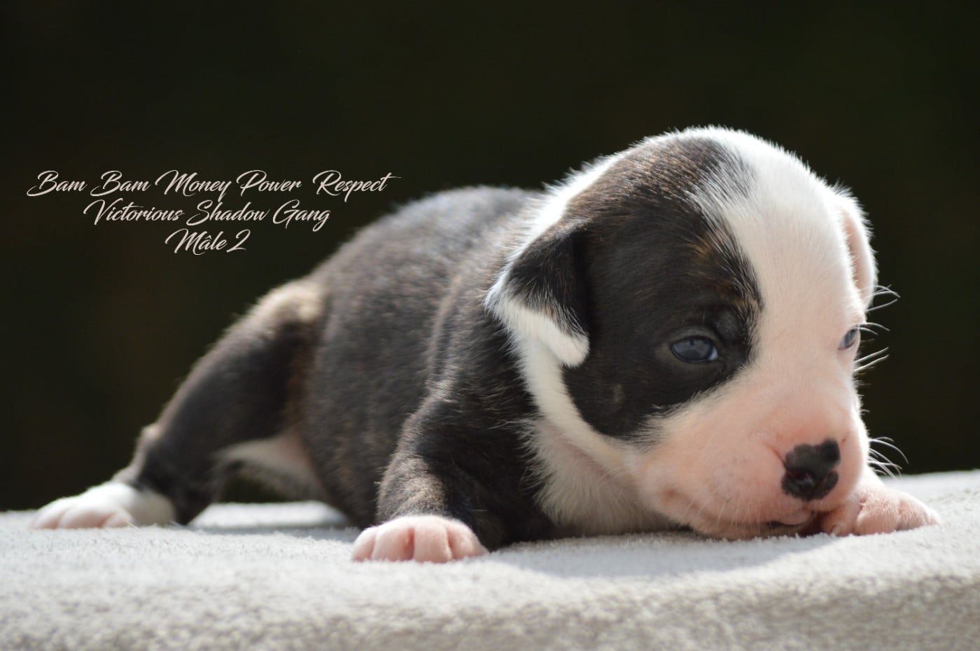 CHIOT 2