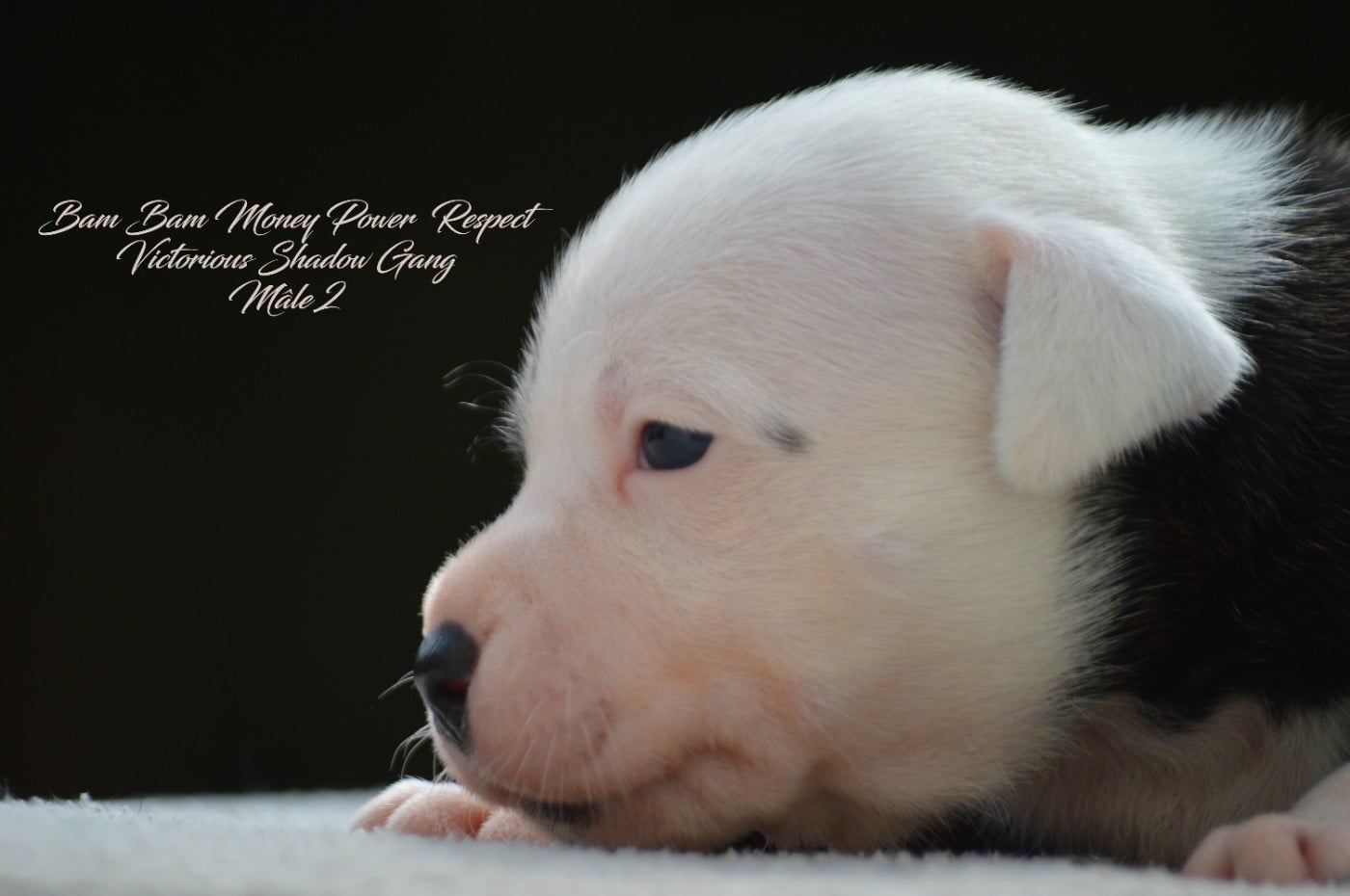 CHIOT 2