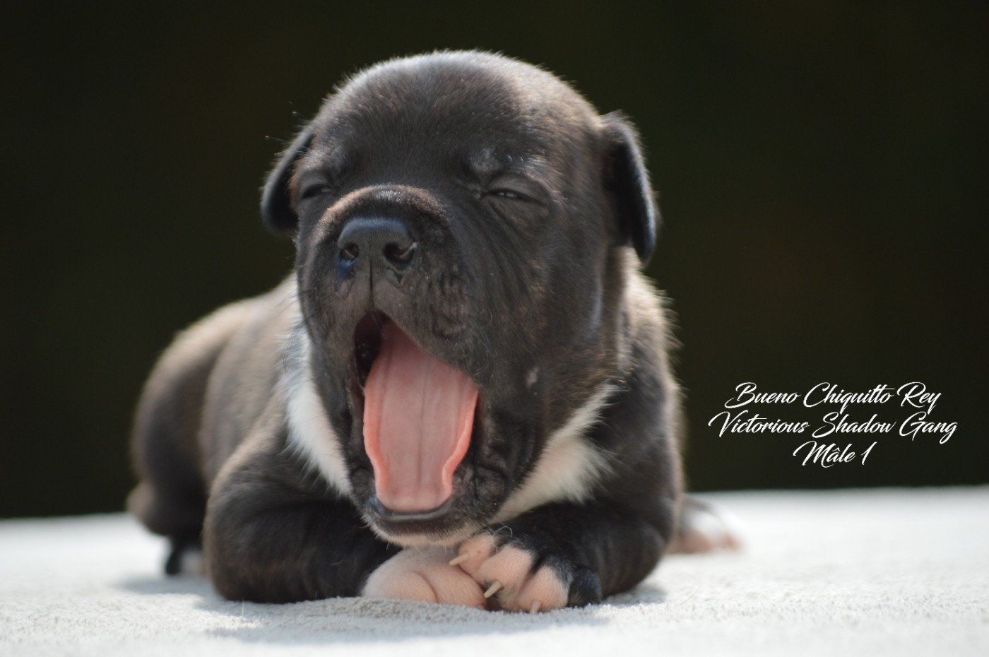 CHIOT 1