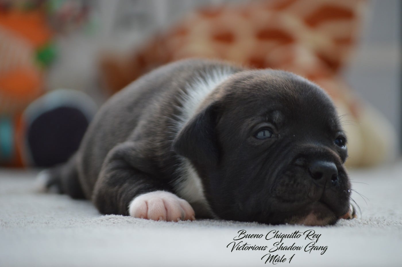 CHIOT 1