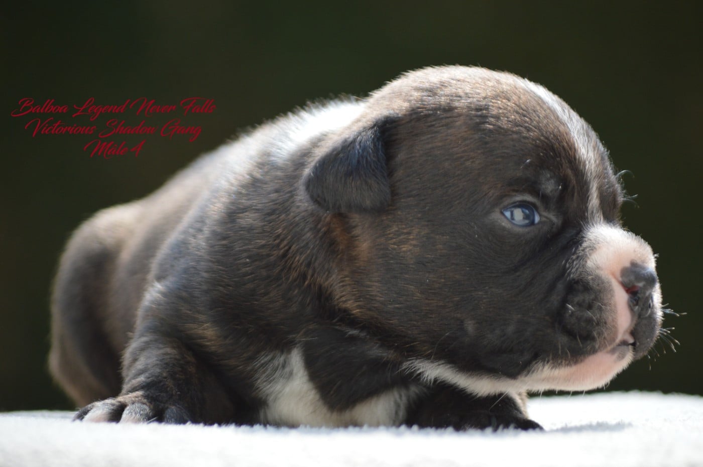 CHIOT 4