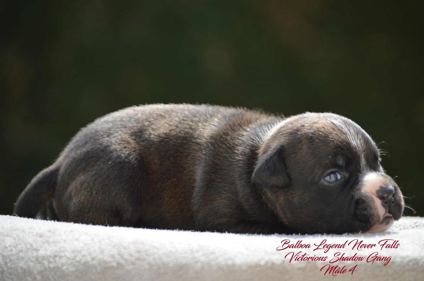 CHIOT 4