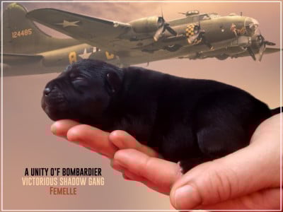 Les chiots de Staffordshire Bull Terrier