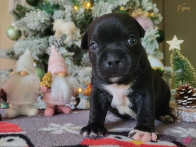 Les chiots de Staffordshire Bull Terrier