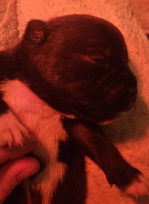 Les chiots de Staffordshire Bull Terrier