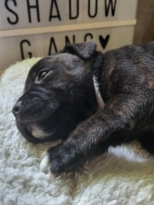 Les chiots de Staffordshire Bull Terrier