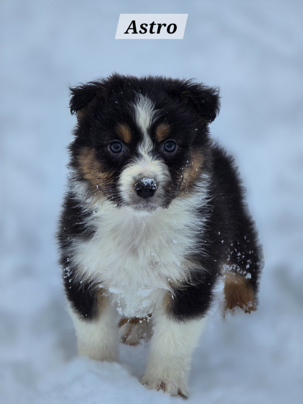 Astro - Berger Australien